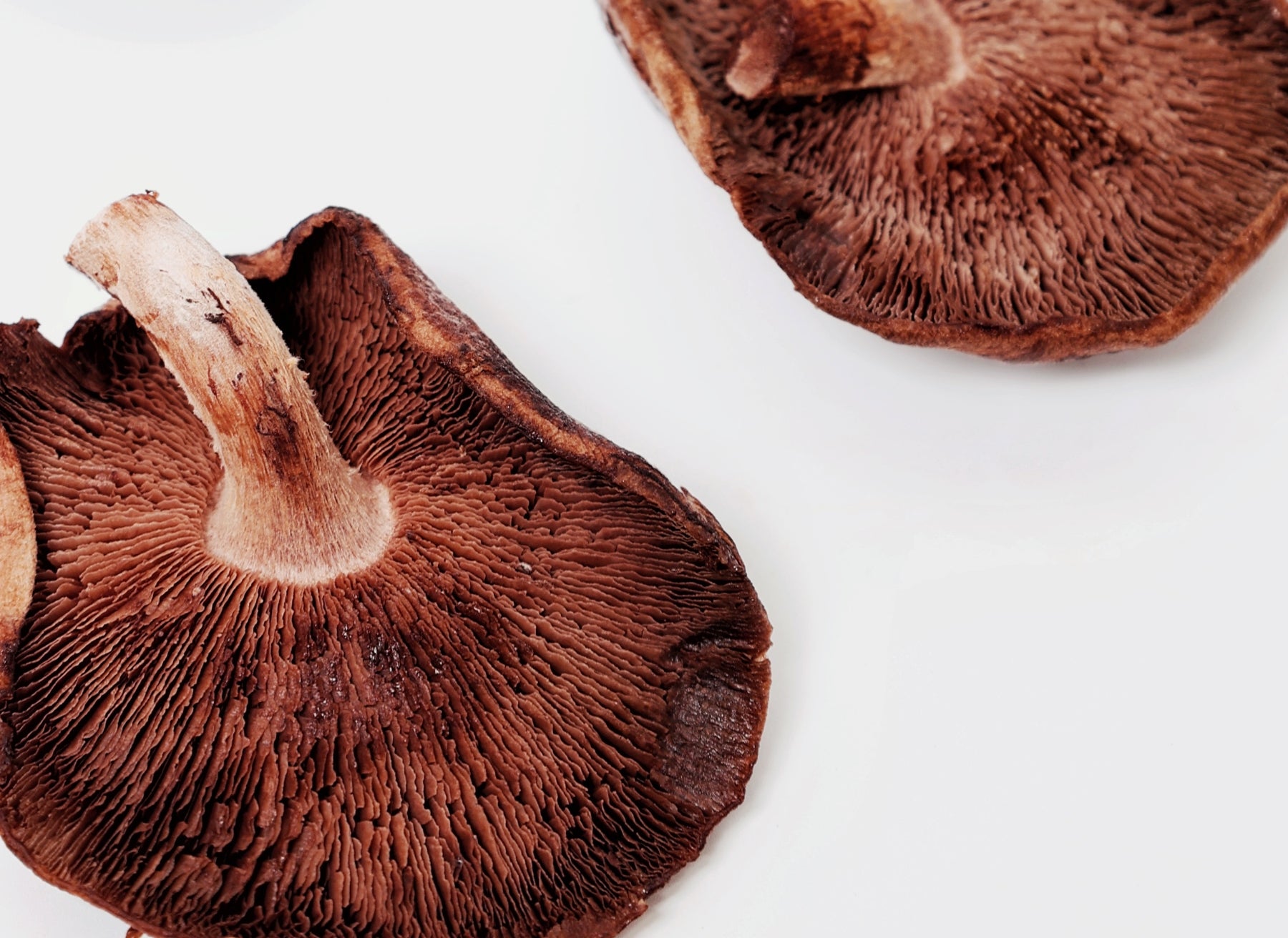 What do mushrooms do for your body?