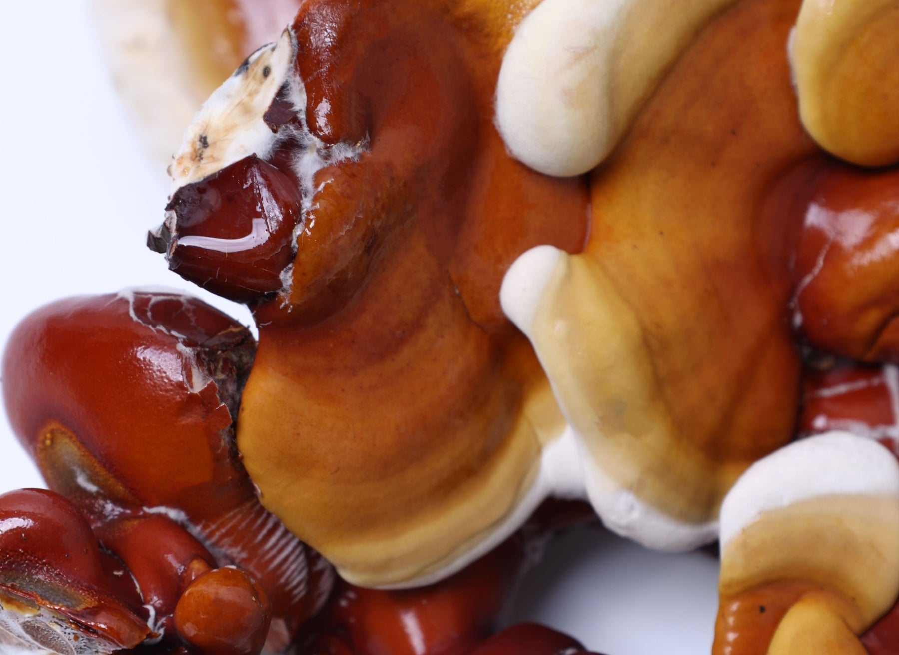 Unveiling the secrets of Reishi Mushroom