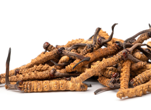 Why take Cordyceps Mushroom Supplements?