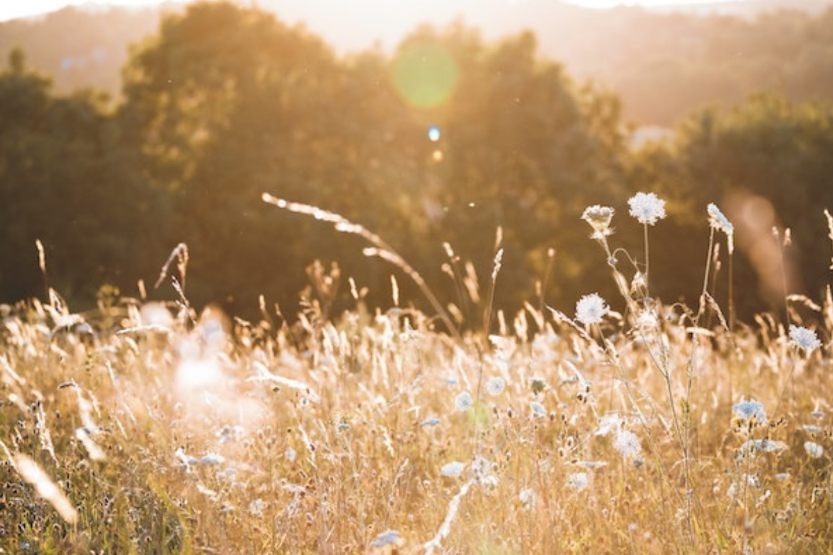 Natural Hayfever Relief: Why Your Immunity Supplement Should Work Harder This Summer