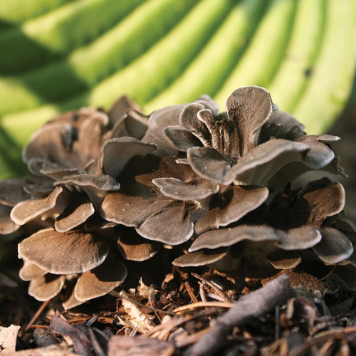 Mushrooms
