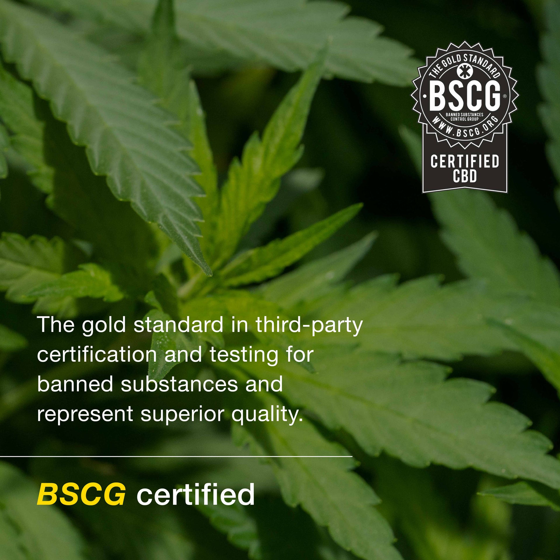 Hot + Cold CBD Bundle