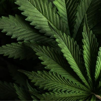 CBD 2000mg