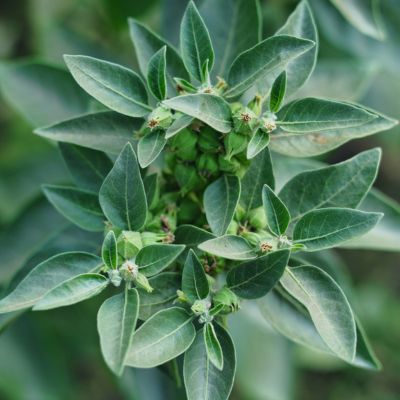 ASHWAGANDHA