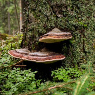CHAGA MUSHROOM