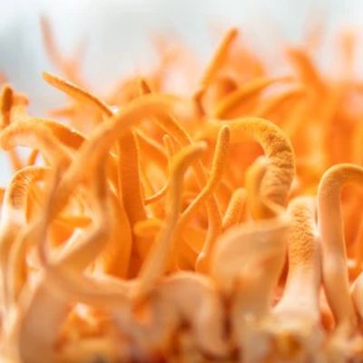 CORDYCEPS MUSHROOM