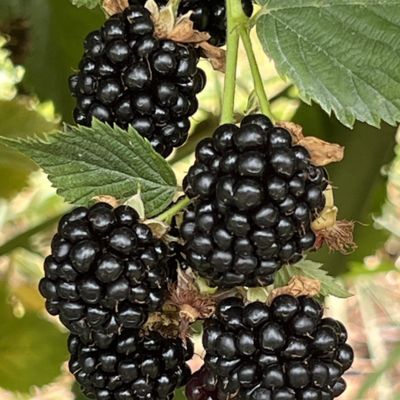 NATURAL FRUIT FLAVOURS