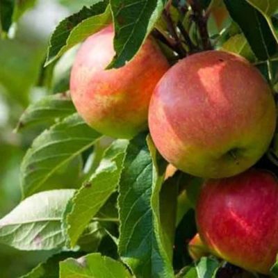 NATURAL FRUIT PECTIN