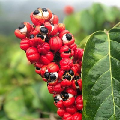 GUARANA