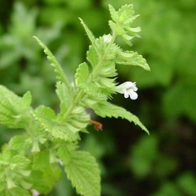 LEMON BALM, PASSION FLOWER + L-TRYPTOPHAN
