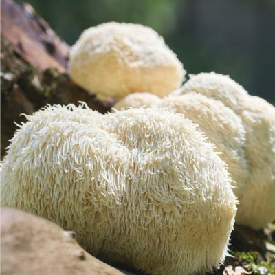 LION'S MANE MUSHROOM