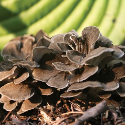 MAITAKE MUSHROOM