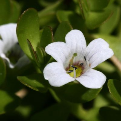 BACOPA MONNIERI