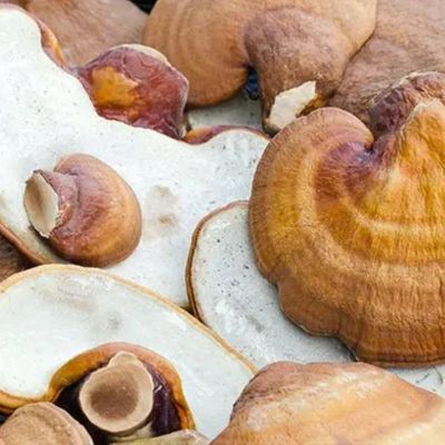 REISHI MUSHROOM