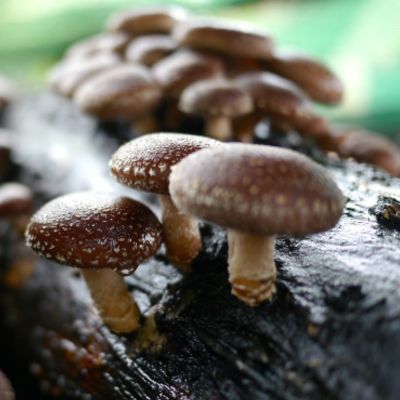 SHIITAKE MUSHROOM