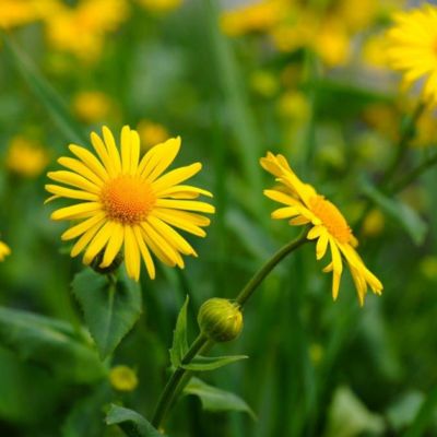 ARNICA FLOWER OIL