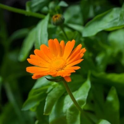 CALENDULA FLOWER