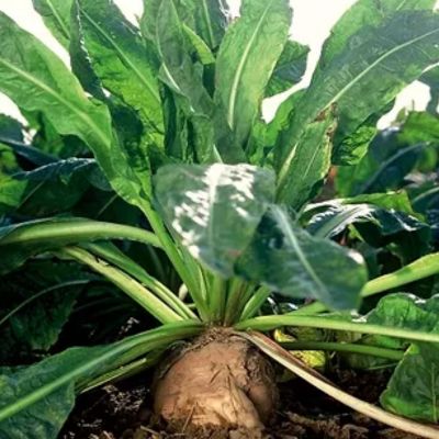 INULIN (PREBIOTIC FIBRE)
