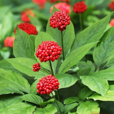 PANAX GINSENG