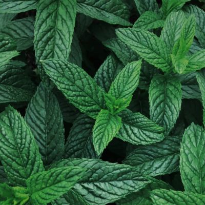 NATURAL PEPPERMINT FLAVOUR