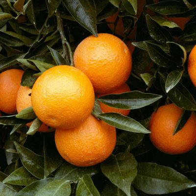 NATURAL FLAVOUR