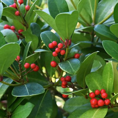 WINTERGREEN