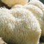 Lion's Mane