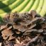 Mushrooms
