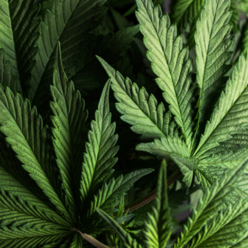 CBD