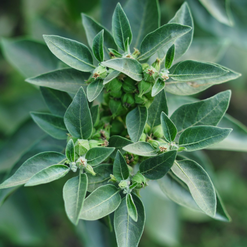 Ashwagandha