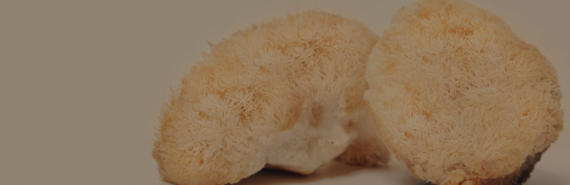 Mushroom FAQ’s