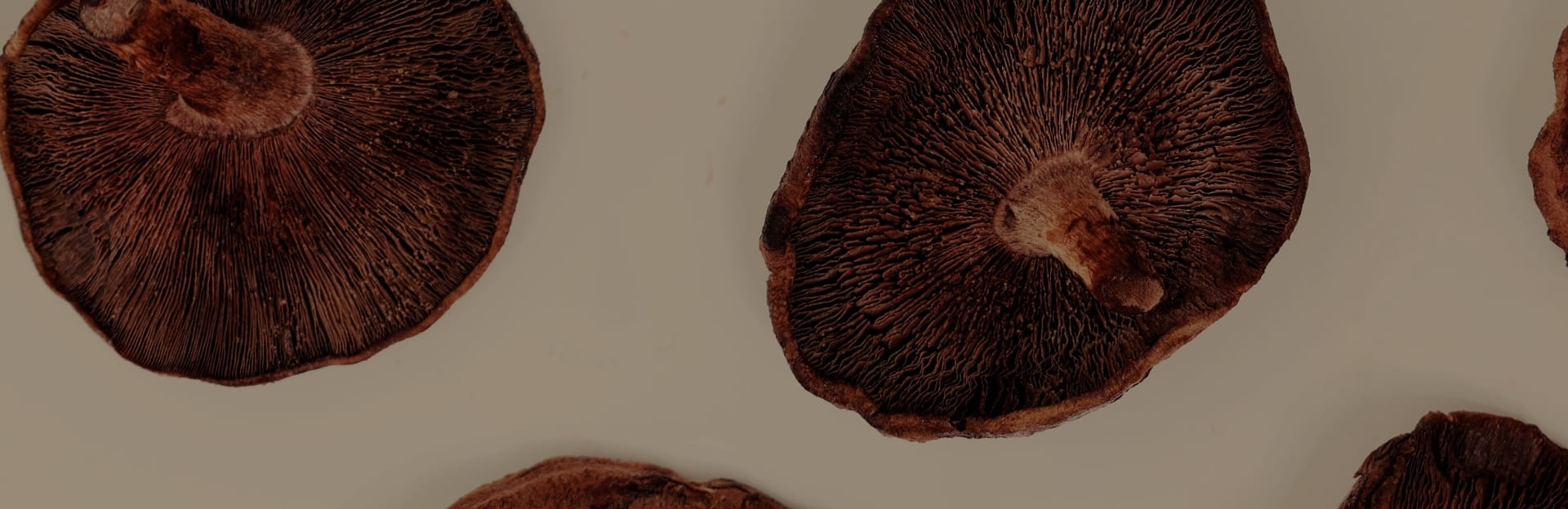 What do mushrooms do for your body?